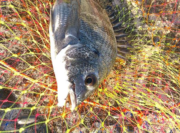 20150812魚1.jpg 20150812魚1.jpg