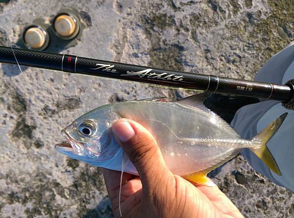 20150812魚5.jpg 20150812魚5.jpg