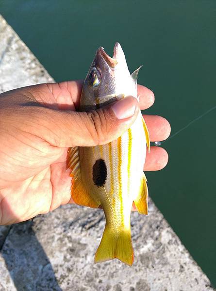 20150812魚4.jpg 20150812魚4.jpg