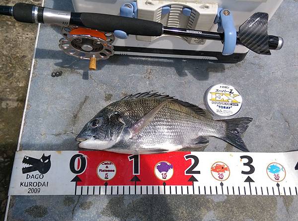 20150902北堤魚.jpg 20150902北堤魚.jpg
