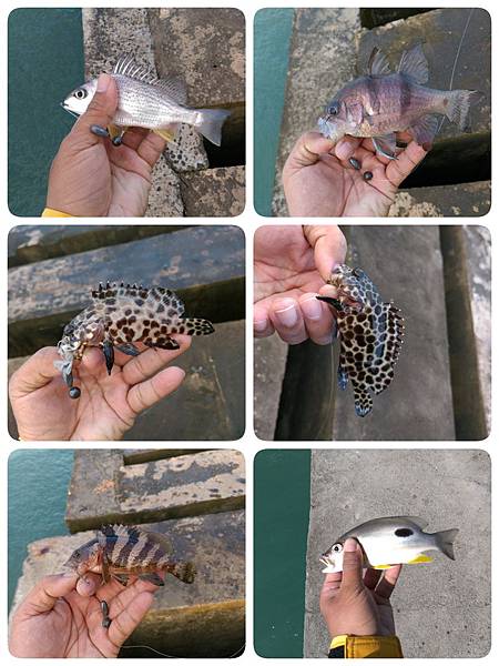 15 12 1 台中港北堤真鯛 寒鯛get