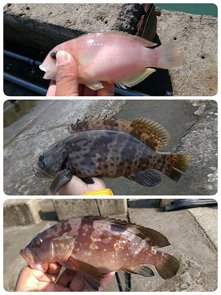 20151201魚2.jpg