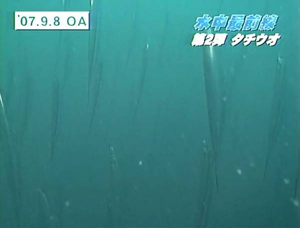 白帶魚泳姿001 白帶魚泳姿001