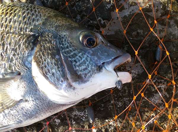 16 5 23 ヘチ釣36cm沙格get 貓嘴的今天的魚 堤防行走人の部落格 痞客邦