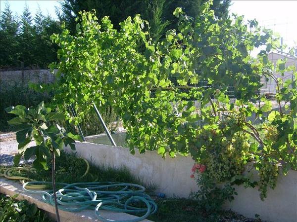 vignes de chez Gilles