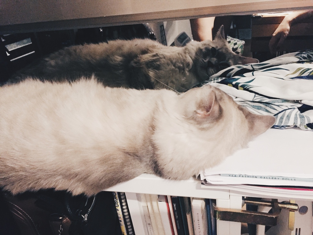 相片 2017-6-9 02 36 07.jpg