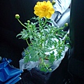 小捲買的菊花,放在車上很不錯說