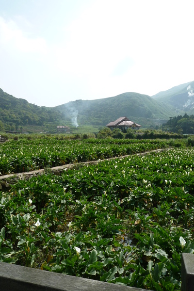 整片都是海芋