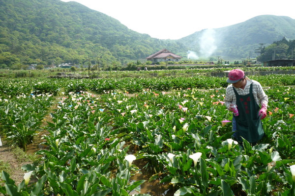 綠油油真美麗