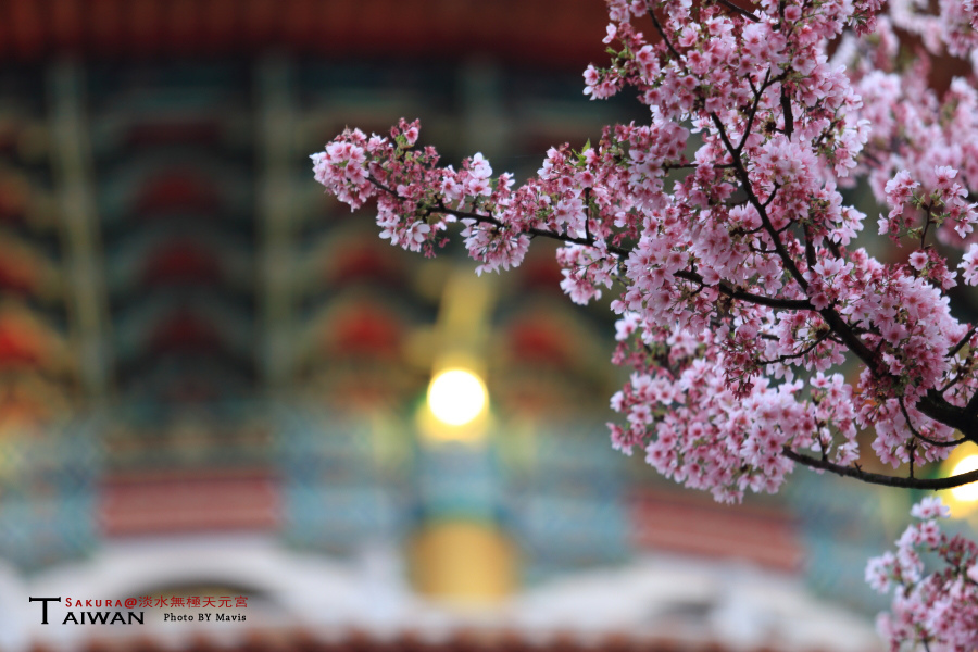 Sakura_0017.JPG