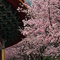 Sakura(s)_0009.JPG