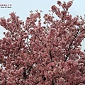 Sakura_0011.JPG