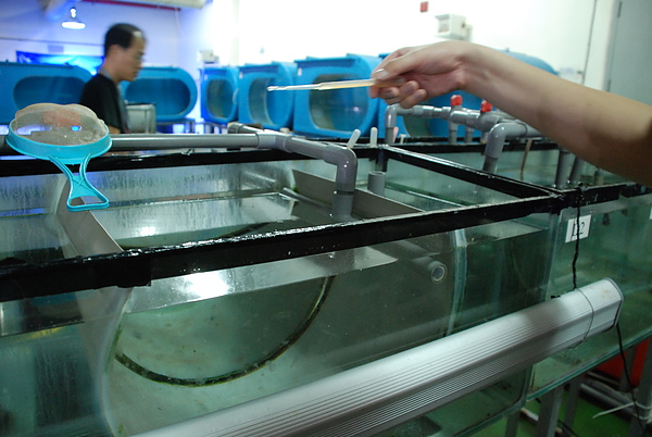 餵水母 餵水母