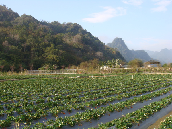 沒開放採草莓的果園