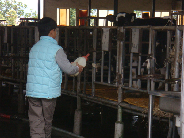 餵小牛喝奶