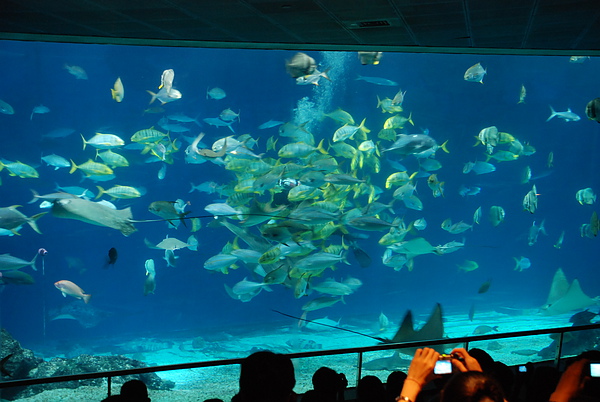 大洋池餵魚秀 大洋池餵魚秀