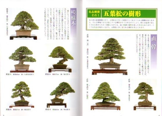 盆景樹形系列 五葉松的栽培方法0445 懋榮的建築土木室內傢俱木工盆栽藝術景觀庭園農業技術專業書訂購網 痞客邦 盆景樹形系列 五葉松的栽培方法0445 懋榮的建築土木室內傢俱木工盆栽藝術景觀庭園農業技術專業書訂購網 痞客邦