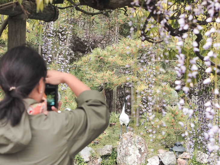 【日本隨記】第23天 島根縣玉造溫泉、出雲大社 【日本隨記】第23天 島根縣玉造溫泉、出雲大社