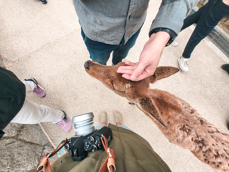 【日本隨記】第24天 宮島:嚴島神社(水中鳥居);鮮甜牡蠣+ 【日本隨記】第24天 宮島:嚴島神社(水中鳥居);鮮甜牡蠣+