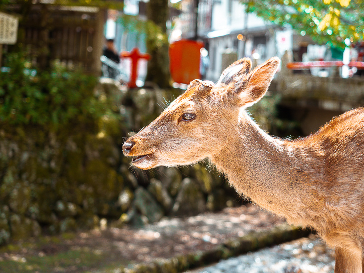 【日本隨記】第24天 宮島：嚴島神社(水中鳥居)；鮮甜牡蠣+