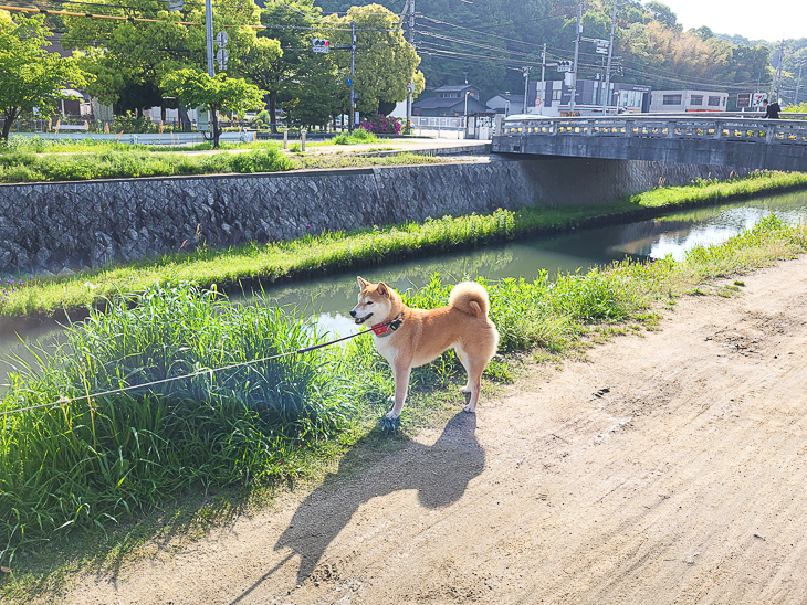 【日本隨記】第25.26天 倉敷美觀地區好逛好吃又好買；有鄰