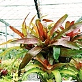 bromeliads.jpg