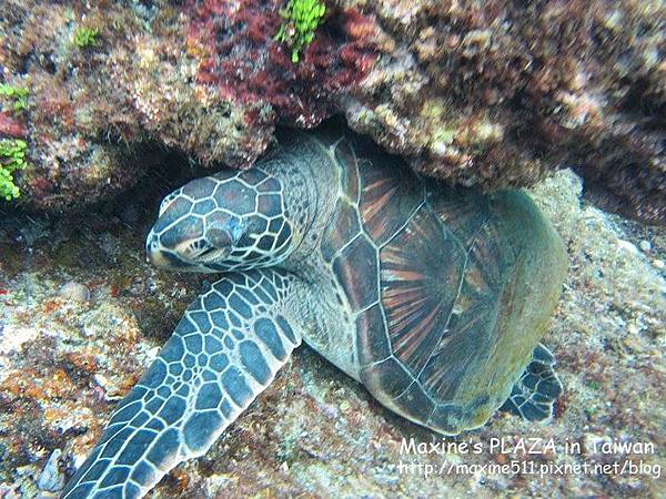 [小琉球] 住宿推薦 小琉球南洋渡假海景莊園 - 美麗海
