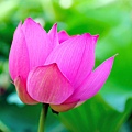 lotus-5.jpg