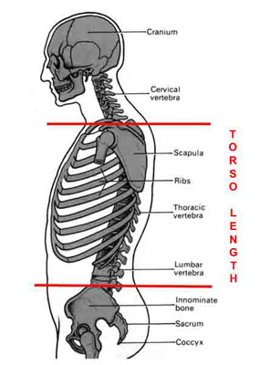 Skeleton_Torso_Length.jpg