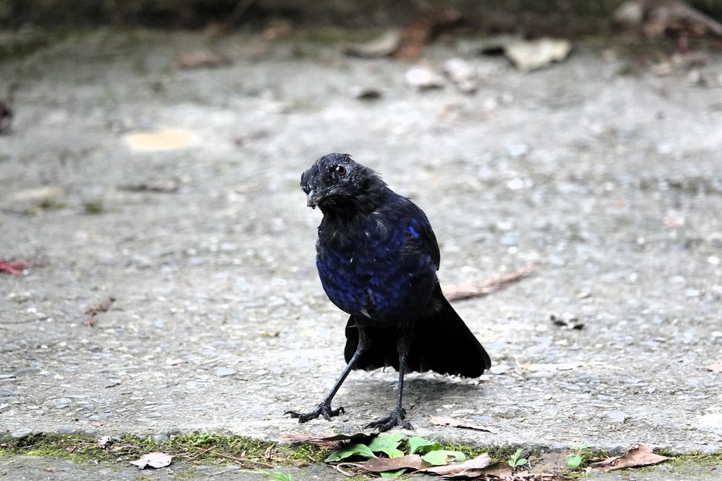 [什麼鳥日子] 臺灣紫嘯鶇~歪頭疑惑有夠萌，蹲踞之姿帥度爆棚