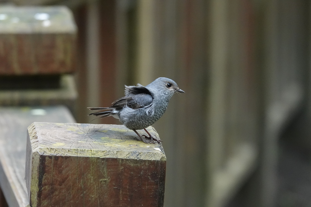 [什麼鳥日子] 鉛色水鶇～雄雌鳥外觀不同/杉林溪/臺灣特有亞