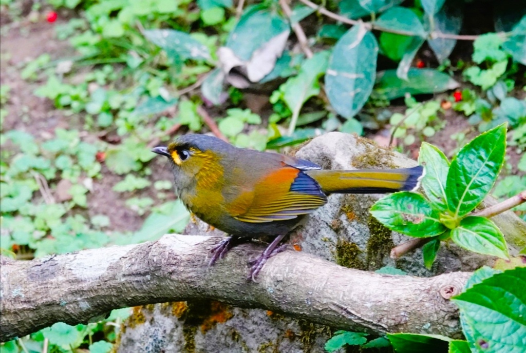 [什麼鳥日子] 黃胸藪眉～號稱鳥界媒人婆？/杉林溪/臺灣特有