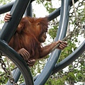 動物園的最佳女主角