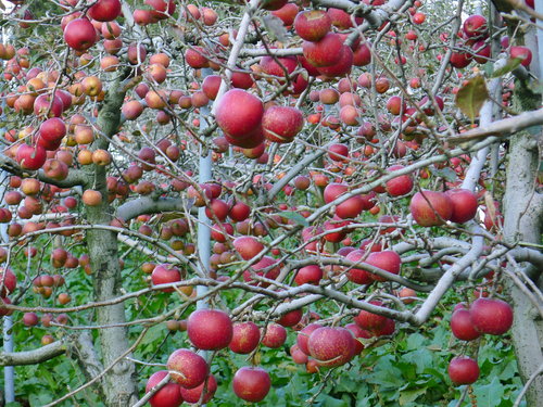 k4AQCU9LhYerSJaSkvo6GQ