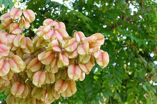 L1150538 - 複製.JPG