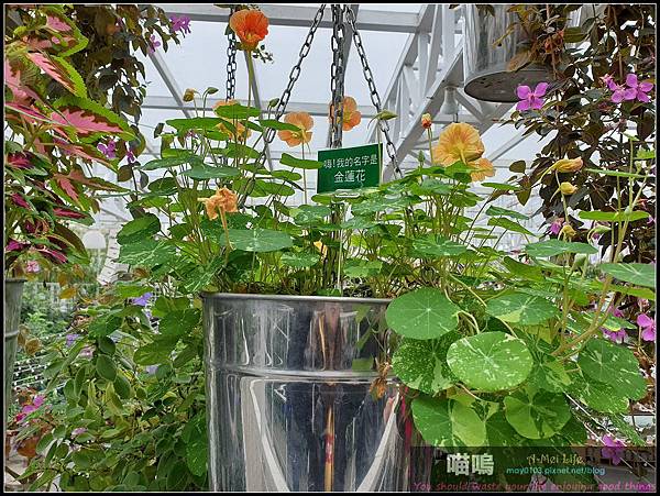 [台灣-宜蘭] 雨天最佳備案場所 宜蘭白宮-香草菲菲