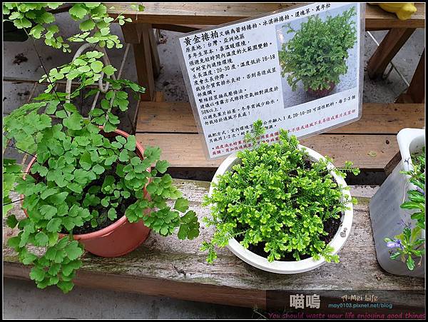 [台灣-宜蘭] 雨天最佳備案場所 宜蘭白宮-香草菲菲