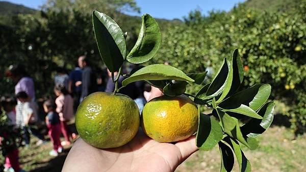 【昵昵媽露營趣】南投國姓_黃金森林露營區(3訪)╭＊芋粿DI