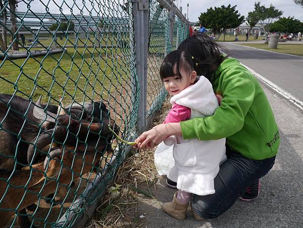 餵羊妹妹2.JPG