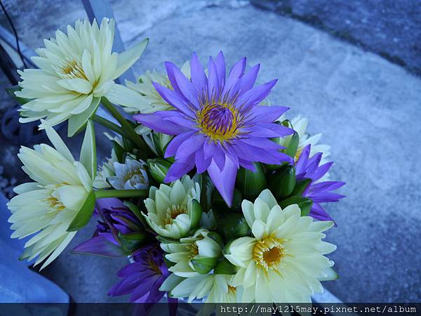 4  宜蘭 採蓮花 隨緣蓮花休閒農莊.JPG