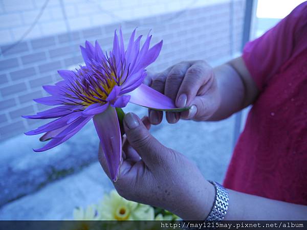 5  宜蘭 採蓮花 隨緣蓮花休閒農莊.JPG