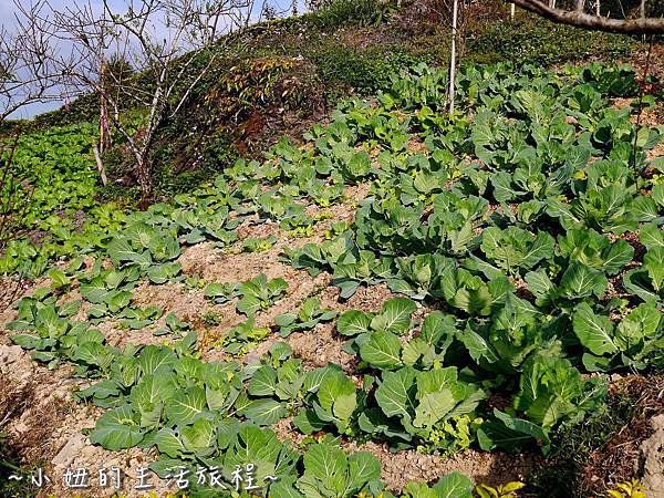 小妞的生活旅程25新竹五峰 賽夏有機農場 露營區 五星級.jpg