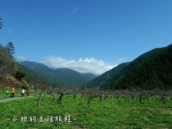 02台中 武陵農場 櫻花季 賞櫻專車 櫻花 用餐 餐廳 食物 泡麵 茶莊 遊客 旅客 中心 花況 交通 管制 國光客運.JPG