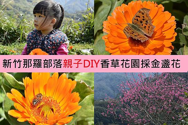 00親子DIY 新竹 那羅部落 景點 旅遊 香草 金盞花.jpg