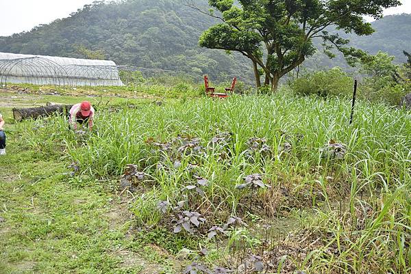 120宜蘭 頭城農場 親子DIY 螢火蟲 推薦 親子旅遊 景點  放天燈 葉拓 窯烤披薩.JPG