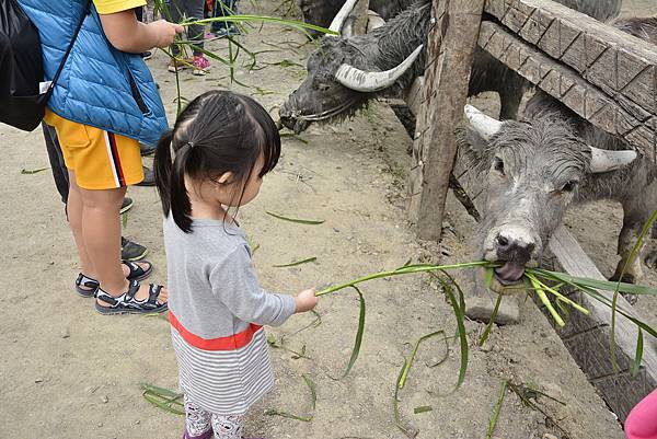 122宜蘭 頭城農場 親子DIY 螢火蟲 推薦 親子旅遊 景點  放天燈 葉拓 窯烤披薩.JPG