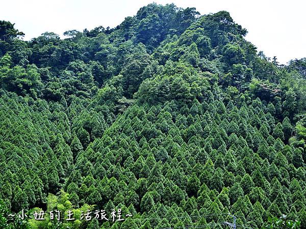 01台中 景點 沐心泉 金針花 愛情花 百子蓮 油桐花 櫻花 露營 推薦 親子 旅遊 新社 薰衣草花園.jpg