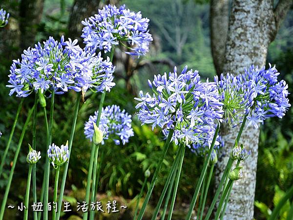 28台中 景點 沐心泉 金針花 愛情花 百子蓮 油桐花 櫻花 露營 推薦 親子 旅遊 新社 薰衣草花園.jpg