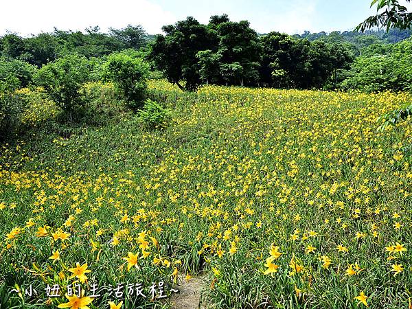 41台中 景點 沐心泉 金針花 愛情花 百子蓮 油桐花 櫻花 露營 推薦 親子 旅遊 新社 薰衣草花園.jpg