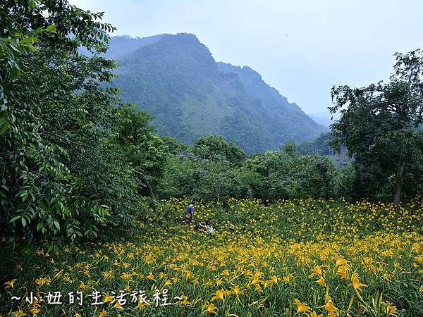 42台中 景點 沐心泉 金針花 愛情花 百子蓮 油桐花 櫻花 露營 推薦 親子 旅遊 新社 薰衣草花園.jpg